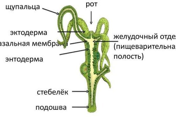 Kraken tor зеркало