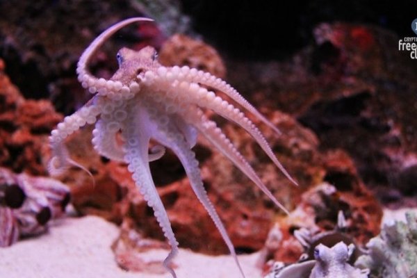 Кракен ссылка 2web