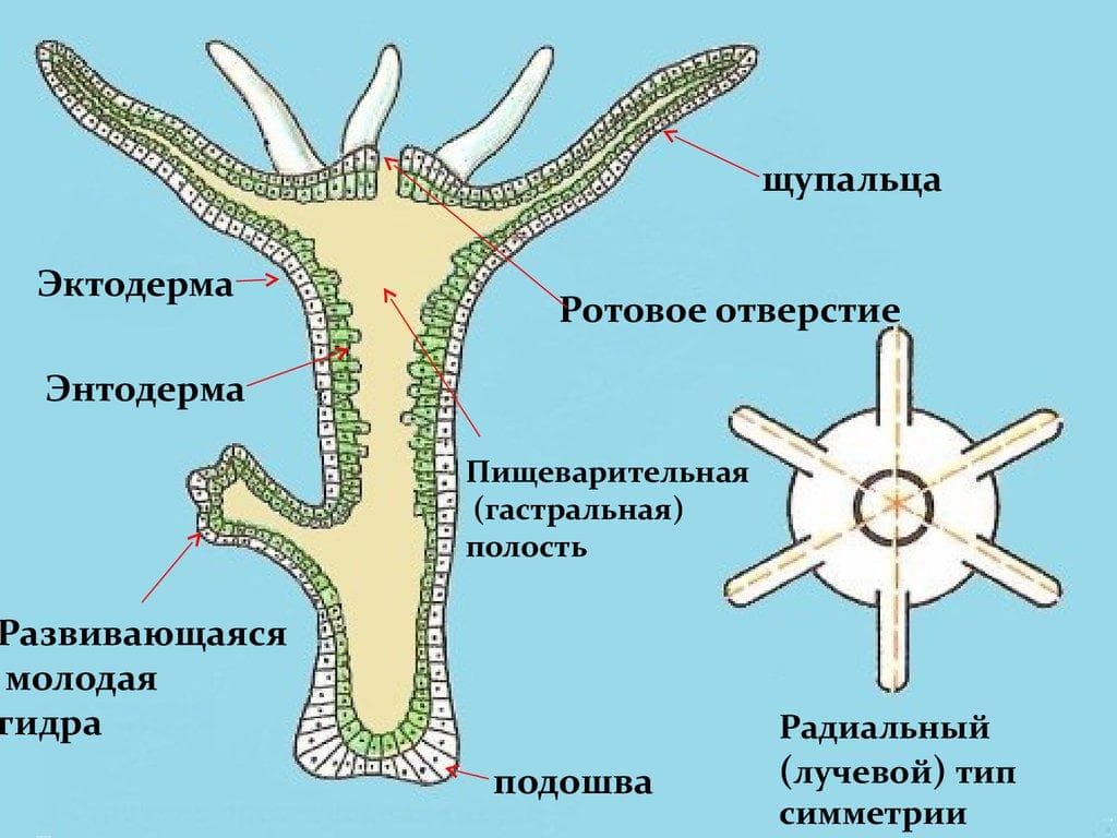 Кракен маркетплейс ссылка